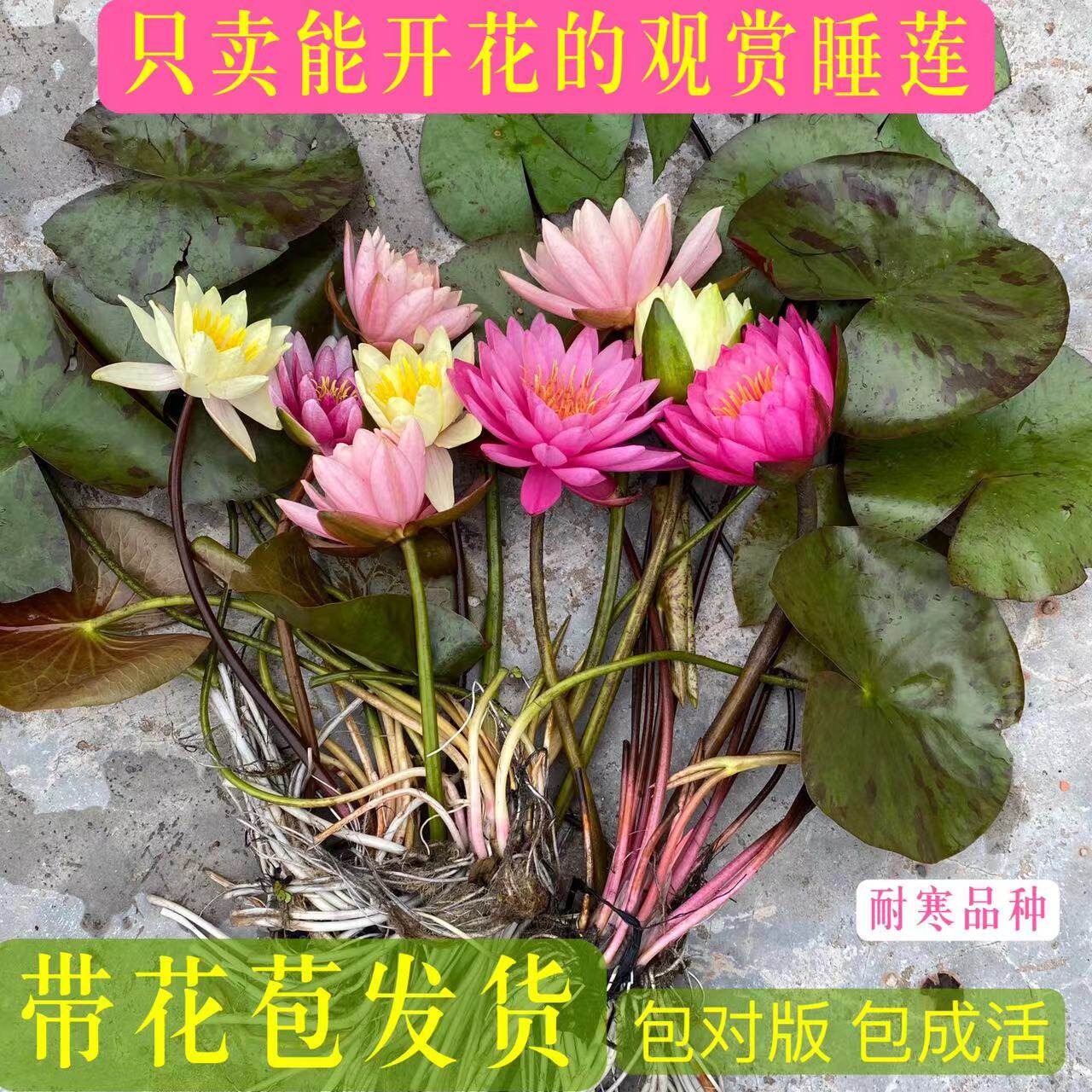 睡莲水培植物带花苞发货花池塘水