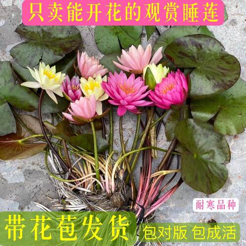 睡莲水培植物带花苞发货花池塘水缸大根块花卉根茎耐寒品种