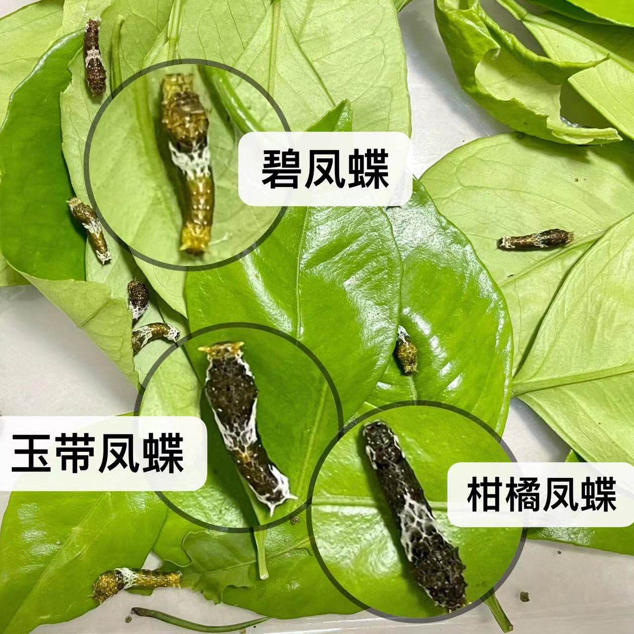 蝴蝶幼虫科教幼儿特色宠物各种凤蝶幼虫可以变蝴蝶的糖宝拟态昆虫