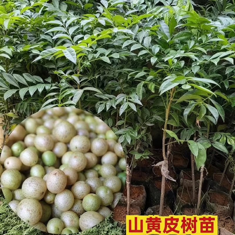 广西树苗山黄皮盆栽苗果鸡皮果树种苗种植苗