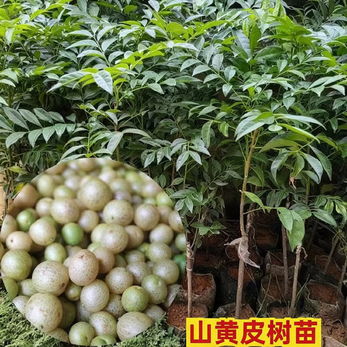 广西树苗山黄皮盆栽苗果鸡皮果树种苗种植苗