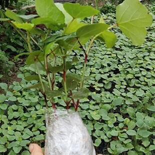 洛神花苗红桃k树苗广西带土苗秧苗新玫瑰茄红桃k树苗正品活苗