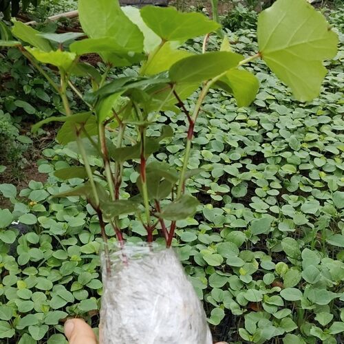 洛神花苗红桃k树苗广西带土苗秧苗新玫瑰茄红桃k树苗正品活苗