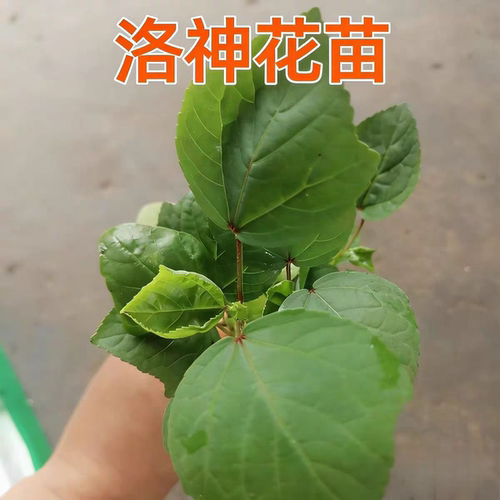 种苗花园组合种植专用苗洛神花苗盆栽洛神花种苗洛神花种苗洛神花