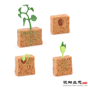 认知种子植物模型成长过程教具 豆类播种生根发芽生长周期小摆件