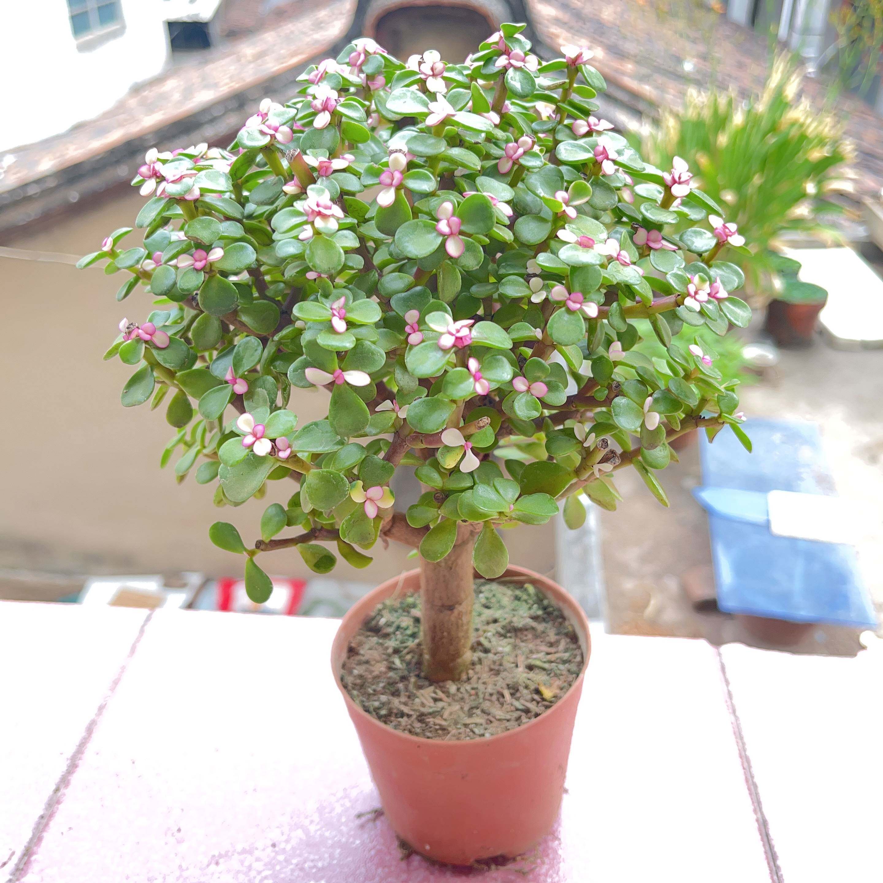 金枝玉叶盆栽多肉植物造型老桩室内阳台好养绿植花卉金玉满堂肉肉