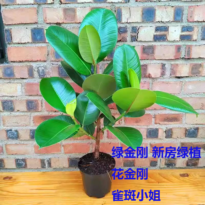 绿金刚黑金刚花叶橡皮树大叶盆栽绿植室内净化空气水培植物