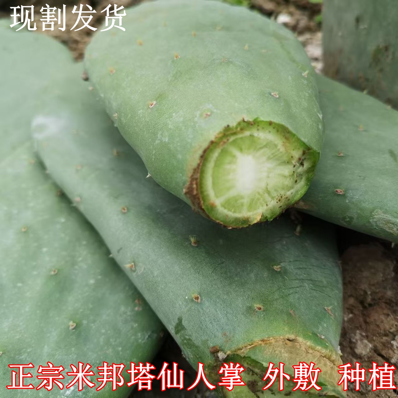 米邦塔 食用药用仙人掌 老桩仙人掌 药用外敷仙人掌灌肤景观绿植