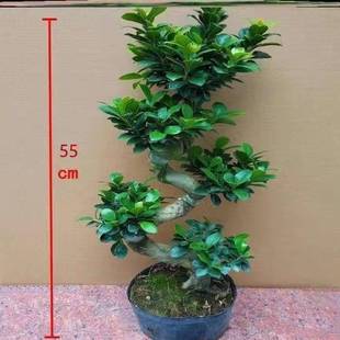 小叶榕树人参榕造型盆景室内阳台净化空气花卉绿植四季常青植物