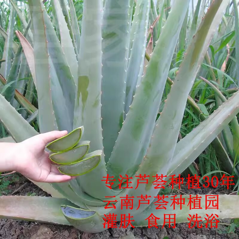 库拉索芦荟盆栽灌肤美容院专用盆栽食用植物新鲜可以吃芦荟鲜叶片