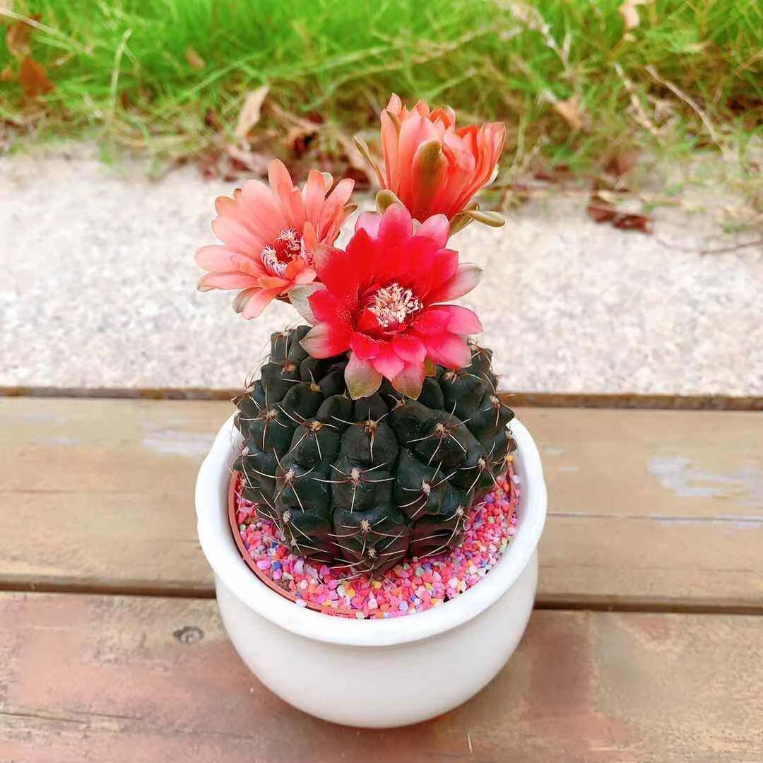 菲花玉仙人球绯花玉小盆栽桌面绿植多肉植物花卉室内花开花玉翁净