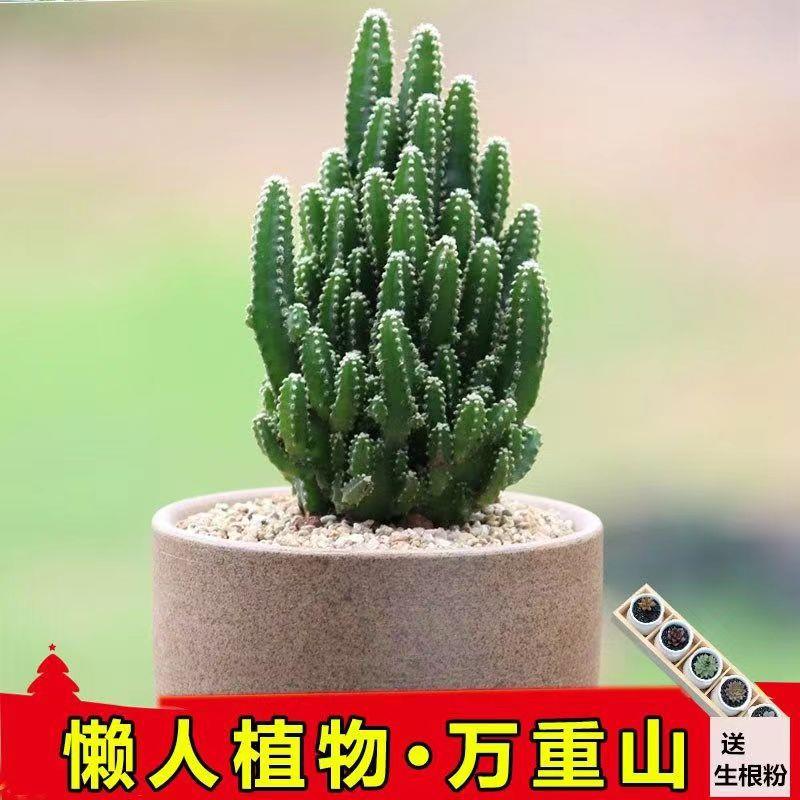 聚财山多肉植物招财棍仙人掌盆栽客厅绿植花卉室多肉植物品种大全