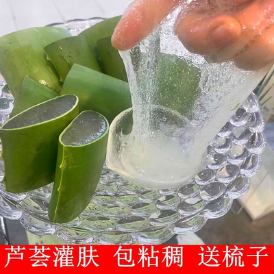 美容院灌肤芦荟盆栽胶汁粘稠旋转芦荟盆栽库拉索芦荟盆栽叶片粘稠