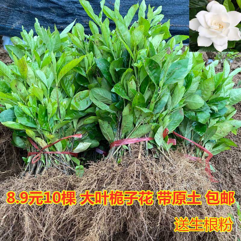 栀子花树苗盆栽大叶牡丹桅子花苗庭院工程花苗小叶绿植室内外阳台