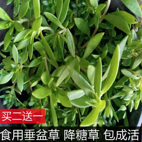 可食用降糖草垂盆草阳台四季常青中草药苗耐干耐冻带盆栽好包成活