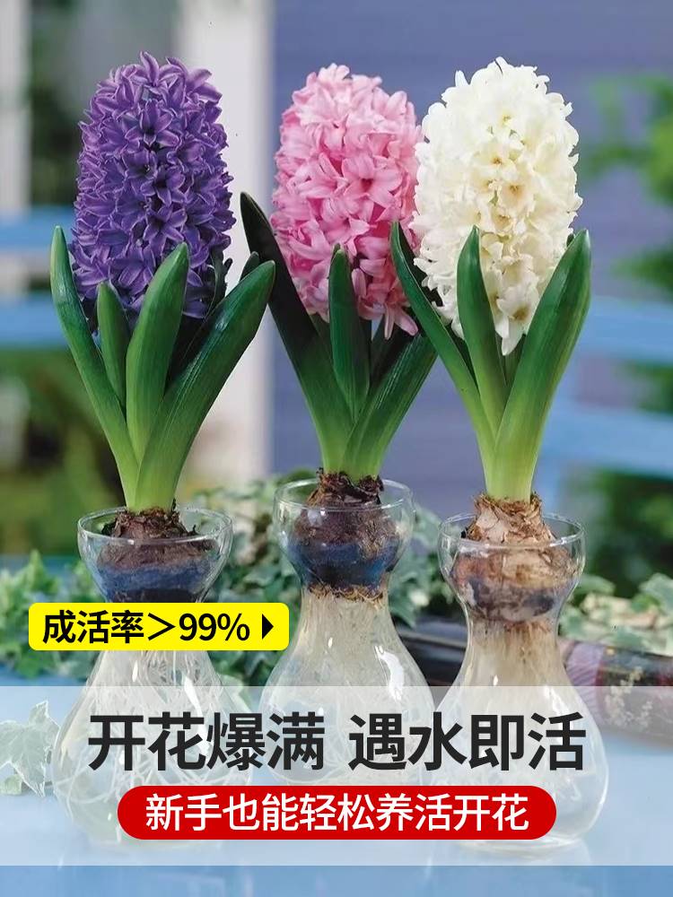 风信子水养种球水培花卉植物室内花阳台盆栽四季开水仙花儿童盆栽