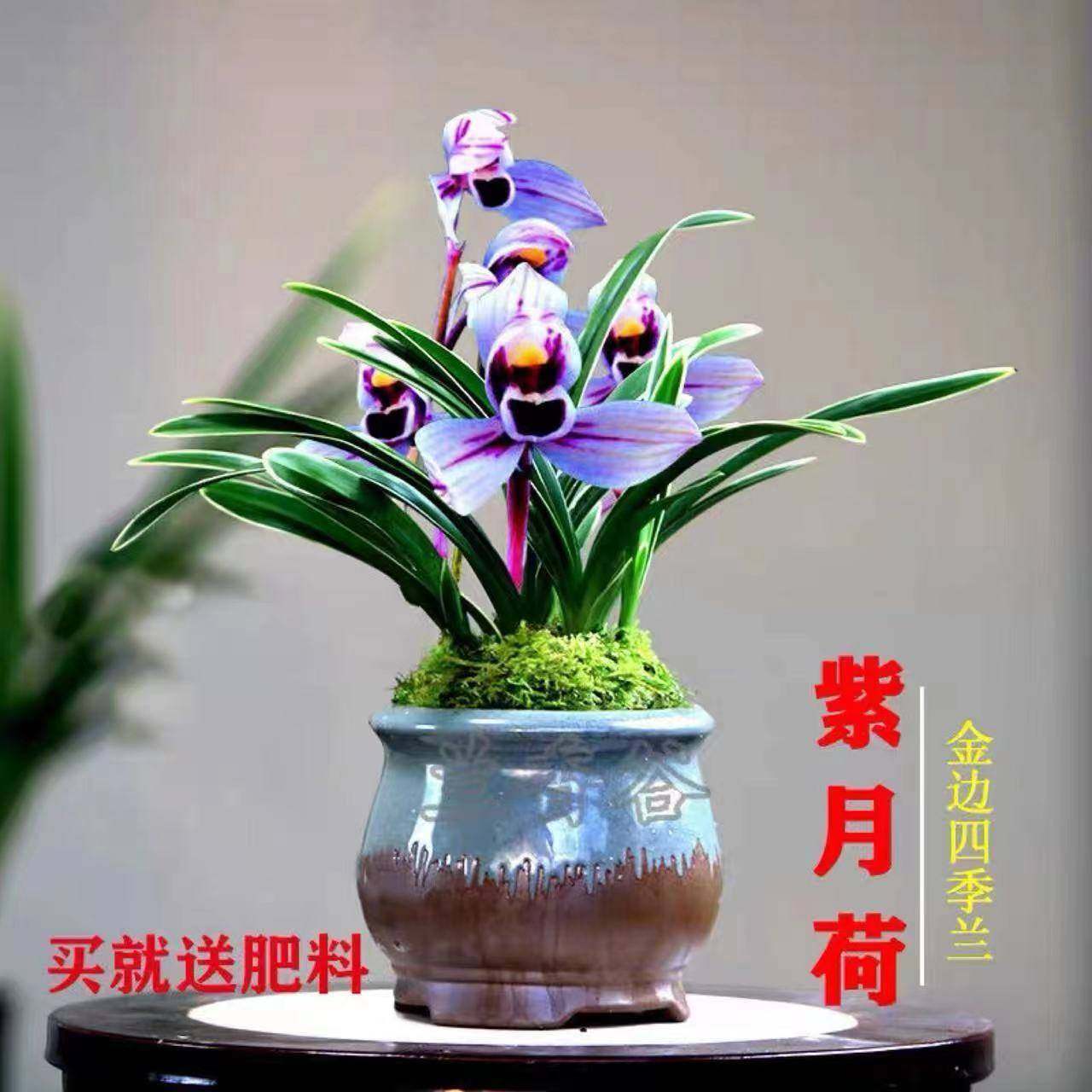 兰花 建兰金边兰花帝王妃 紫月荷金边静荷金凤冠 东方红荷 金龙冠
