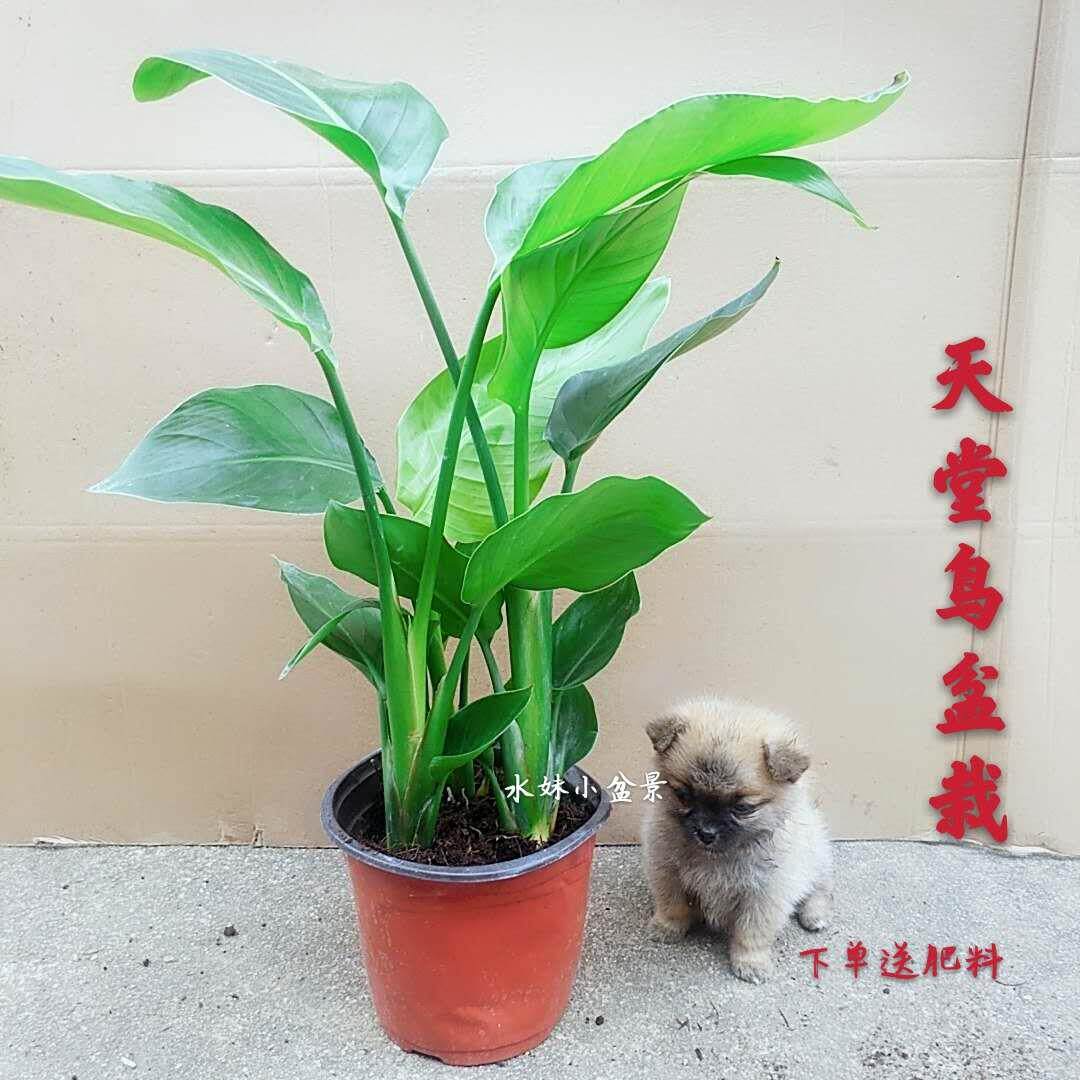 天堂鸟大盆栽室内耐寒植物大型客厅落地喜阴新奇天堂鸟观叶植物