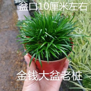 水培姬虎耳金钱菖蒲草微盆景贵船苔婵小川天鹅绒室内桌摆绿植盆栽