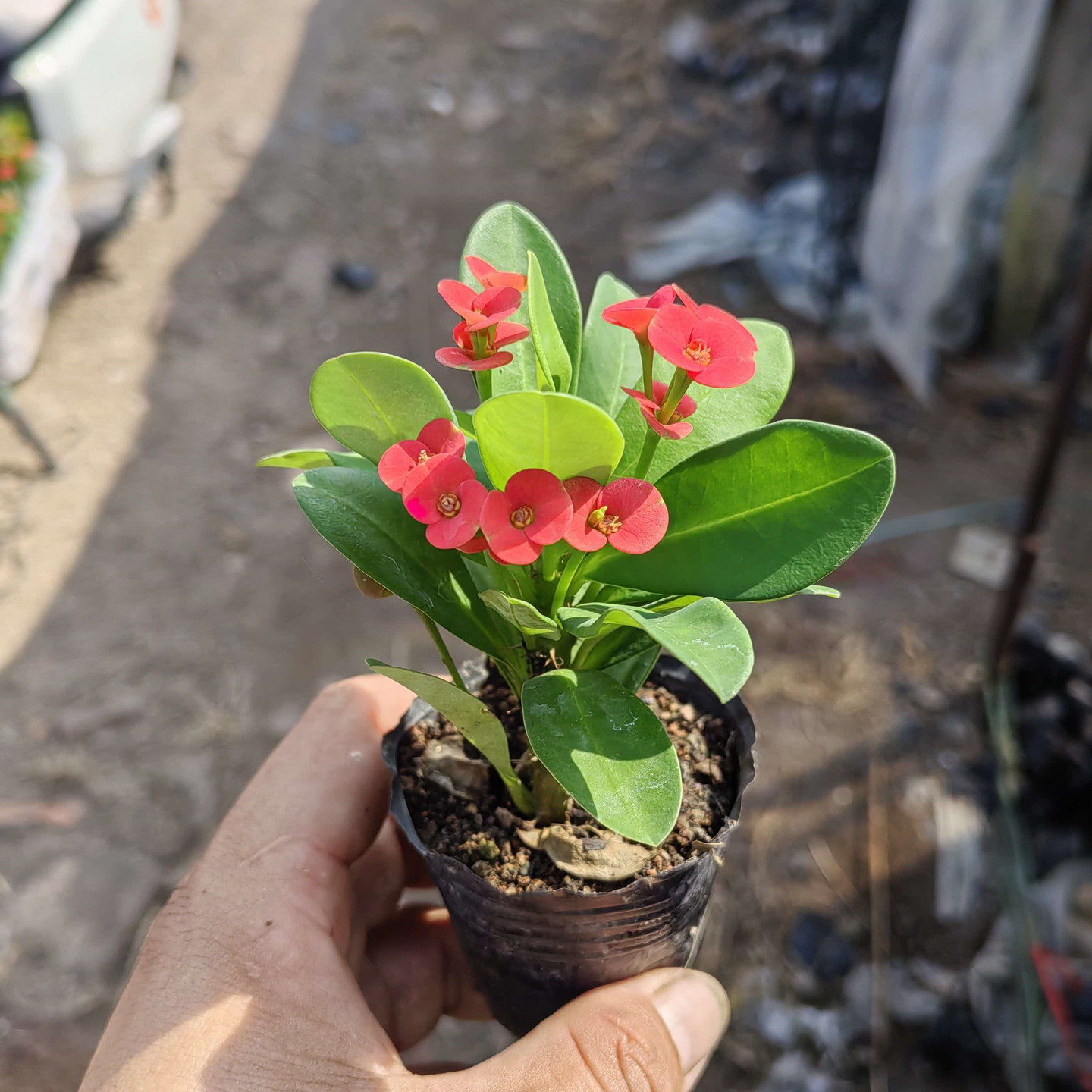 铁海棠花虎刺梅盆栽多肉植物老桩
