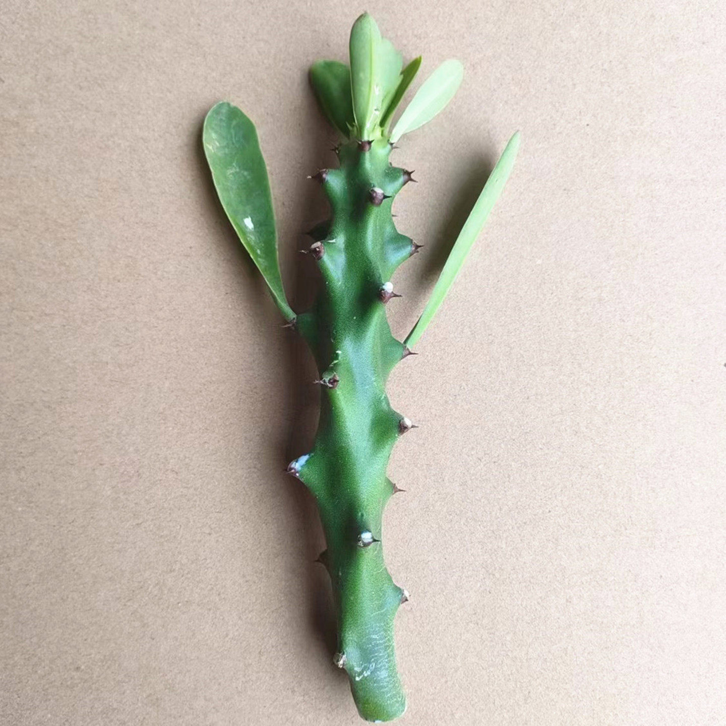 霸王鞭盆栽仙人掌多肉植物老桩