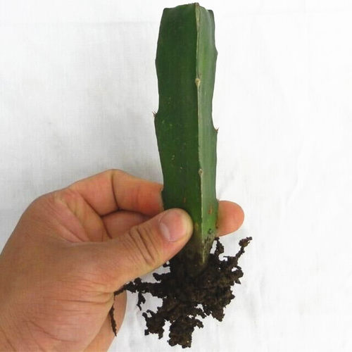 仙人掌嫁接蟹爪兰砧木三角柱老桩