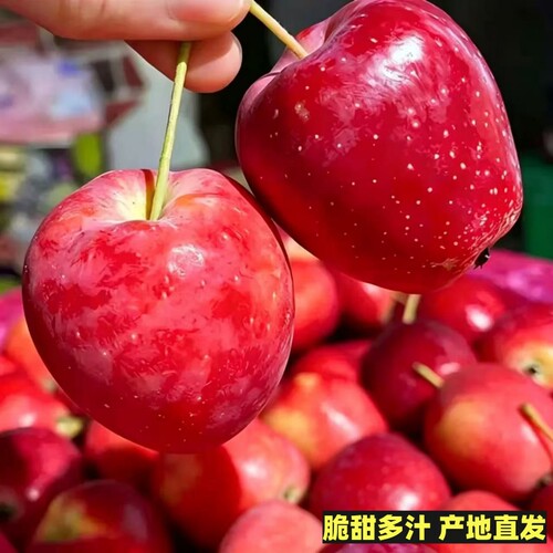 东北现摘锦绣海棠鸡心果5斤包邮