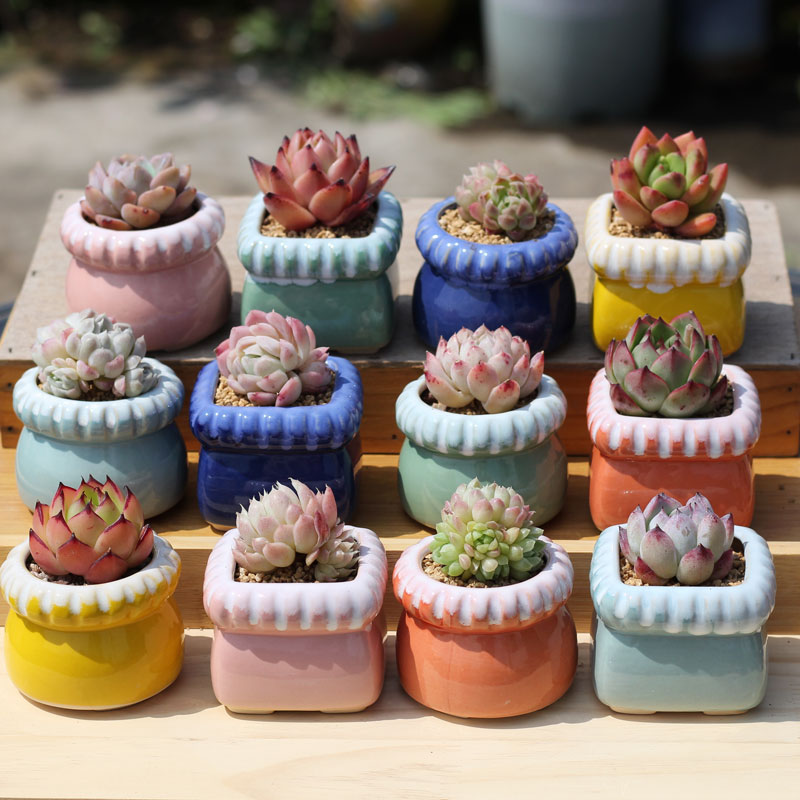 多肉花盆麻花控型马卡龙 陶瓷粗陶多肉植物透气拇指迷你可爱
