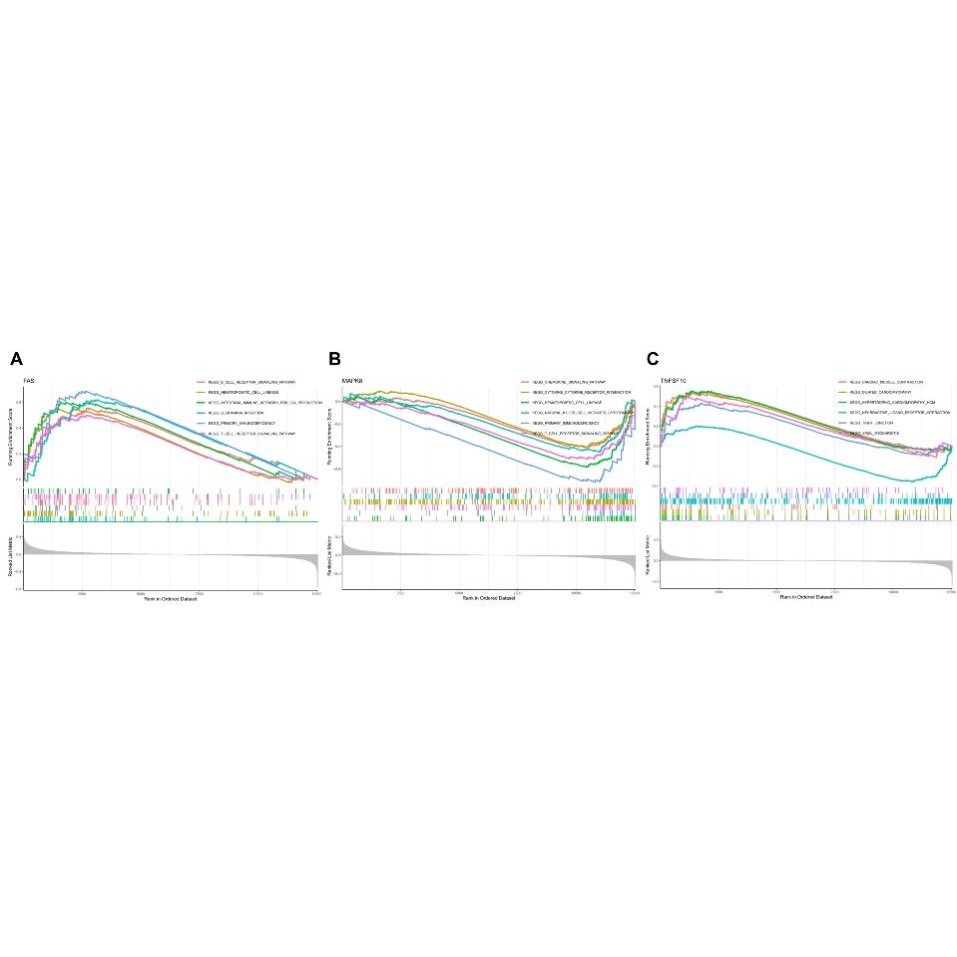 医学生信分析 单细胞测序生信3-5思路 TCGA数据库挖掘KEGG,GO
