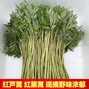 新鲜纯野生芦蒿红蒿红茎黎蒿嫩蒿子泥蒿藜蒿带叶露天南京野菜蔬菜