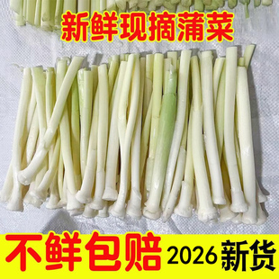 新鲜野生蒲菜蒲白时令野菜淮安特产现摘蒲笋蒲儿菜净菜包邮