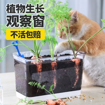 科学小实验套装植物生长透明花盆观察盒儿童种植盆幼儿园种菜盆栽