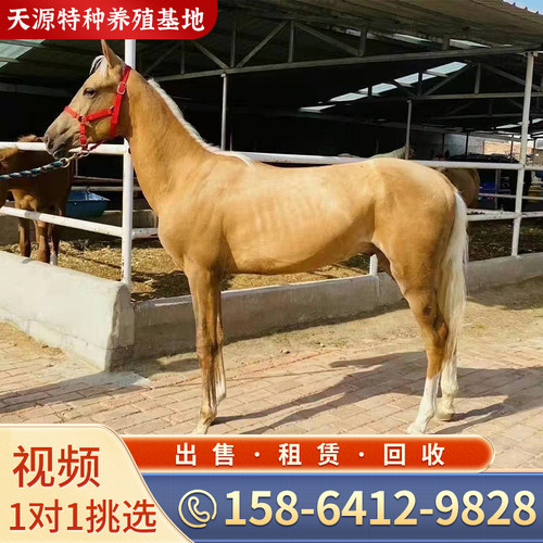 骑乘马大马活马真马家庭骑乘马匹蒙古马活体马驹旅游景区骑乘大马