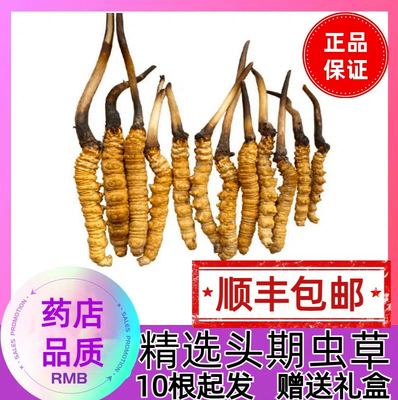 西藏那曲冬虫夏草精选3根/克无断草高海拔正品正宗新鲜虫草散装