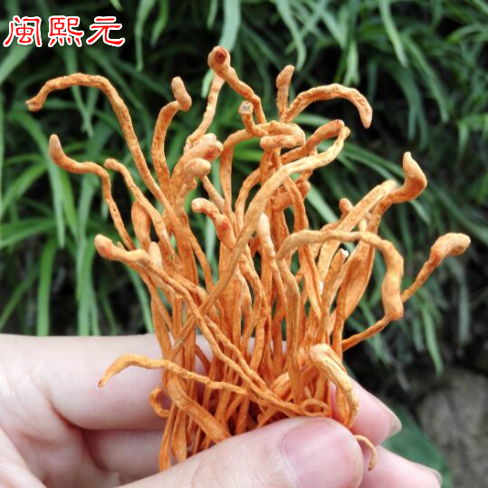 闽熙元虫草花正品金虫草北虫草花蛹虫草孢子头200g包邮-封面