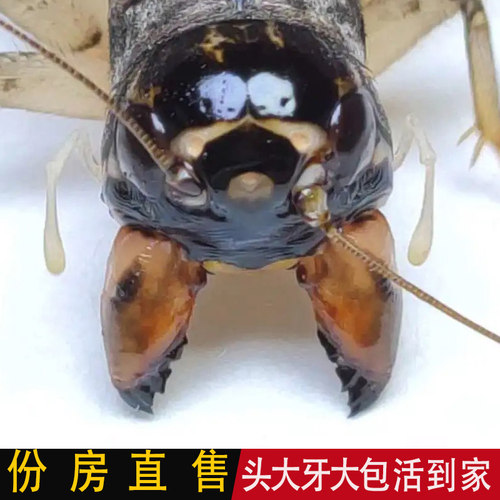 山东蟋蟀斗蛐蛐冬版白虫公虫活体鸣虫仿秋长衣翅子