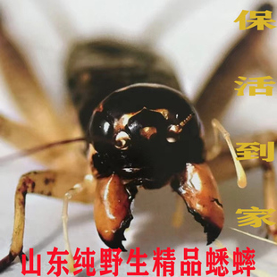 山东野生蟋蟀斗蛐蛐秋虫长衣翅子活体山东宁阳兖州曲阜10元上包邮