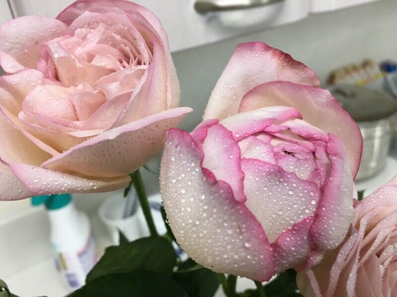 伊芙沙漠玫瑰切花浓香月季盆栽阳台庭院楼顶新品带盆玫瑰花树苗