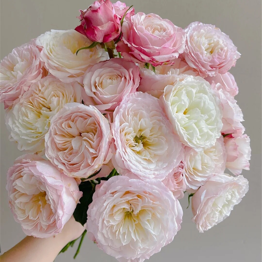 凯拉新品欧洲月季花苗奥斯汀切花勤花庭院阳台盆栽玫瑰花苗抗病强