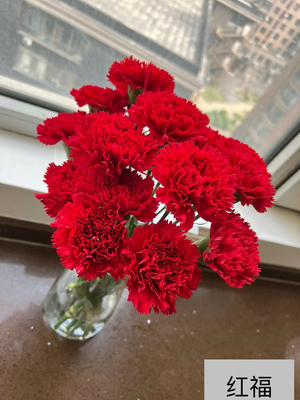 鲜花康乃馨红福20枝德邦空运