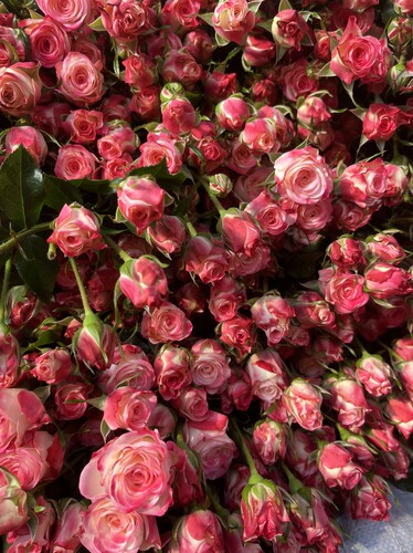 鲜花折射多头12-13枝顺丰空运