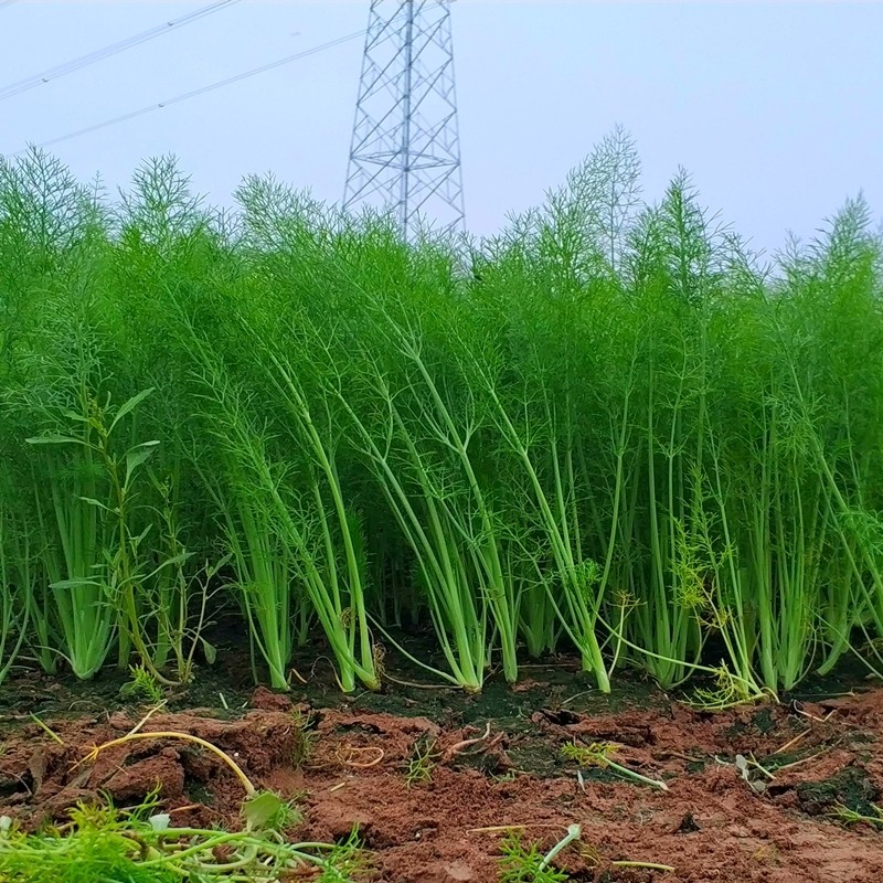 小茴香云南露天种植新鲜嫩茴香饺叶菜类