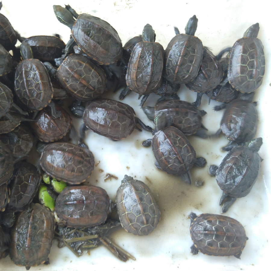 中华草龟 小乌龟活体宠物龟苗 外塘金线墨龟 水陆观赏杂食龟放生