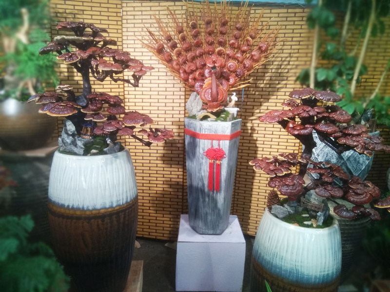 真灵芝盆栽新年春节开张鲜花同城开业送礼办公室乔迁新居盆景杭州