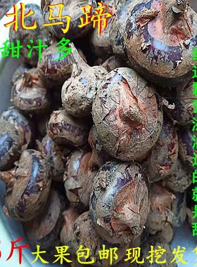 湖北新鲜马蹄荸荠5斤3斤1斤鲜甜脆嫩多汁农家水果蔬菜现挖现发