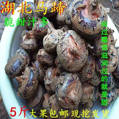 湖北新鲜马蹄荸荠5斤3斤1斤鲜甜脆嫩多汁农家水果蔬菜现挖现发