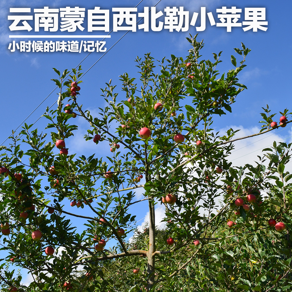 半野生的云南蒙自冰糖心丑小苹果