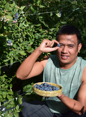 抱抱桶/云南高山新鲜水果脆甜l25花香蓝莓礼盒顺丰空运500G/桶