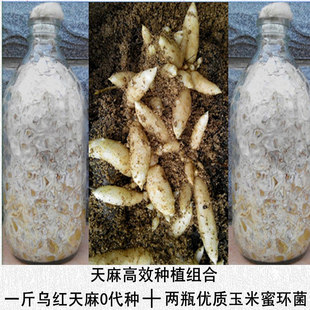 天麻种植组合/天麻种子//蜜环菌种/优质高产天麻种植