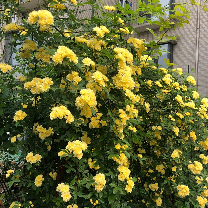 黄木香盆栽阳台庭院爬藤多年生耐热耐寒藤本植物可做拱门带原土